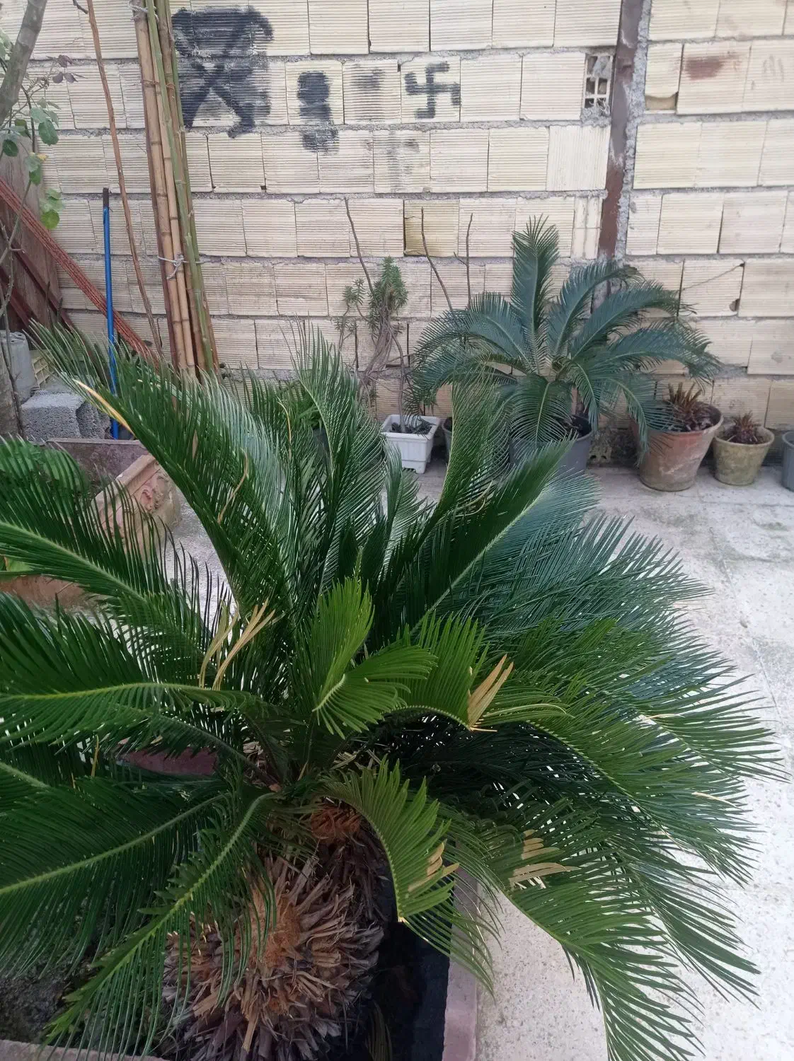 سیکاس ماده|گل و گیاه طبیعی|رشت, پاره بیجار|دیوار