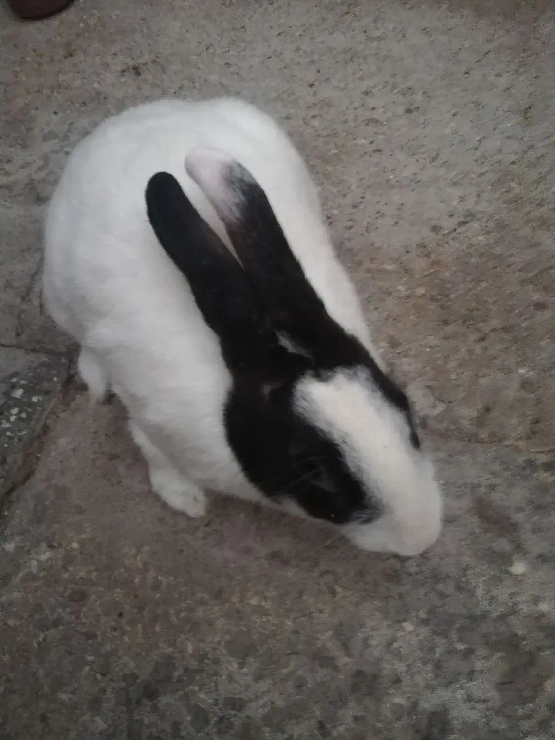 خرگوش نر تخفیف داره|موش و خرگوش|سوسنگرد, |دیوار