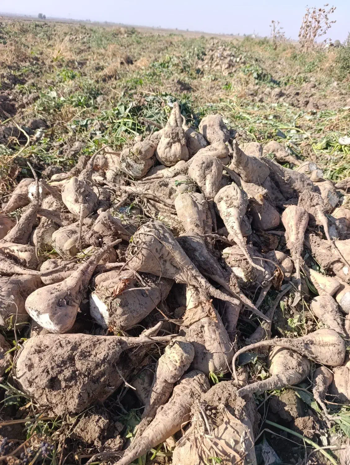 چغندر قند فروشی|حیوانات مزرعه|هلالی, |دیوار