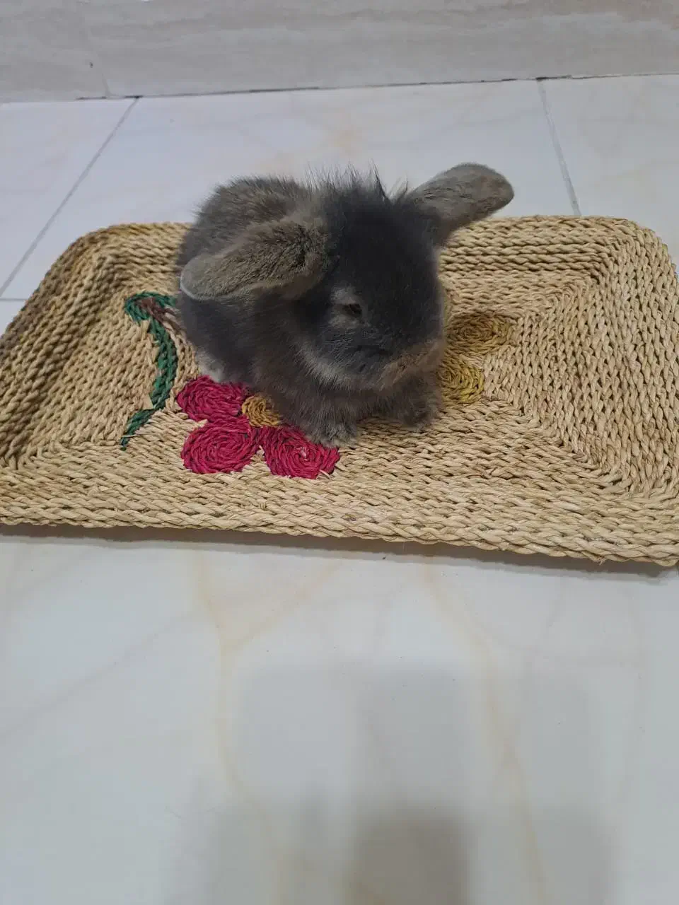 بچه خرگوش نژادلُپ|موش و خرگوش|رشت, کوی غلام نیا|دیوار