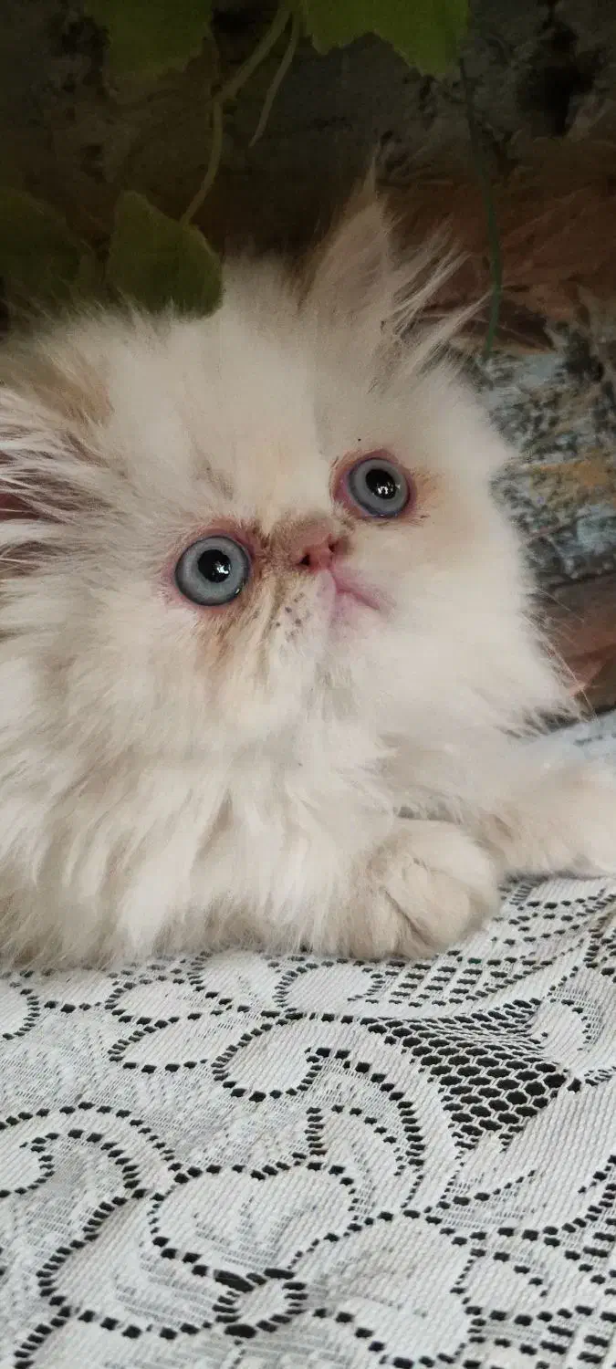 پرشین سوپرفلت ماده|گربه|کرمانشاه, |دیوار