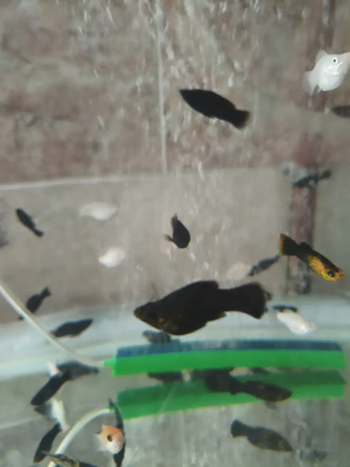 ماهی مولی خوشگل|ماهی|قم, شهرک سازمان آب|دیوار