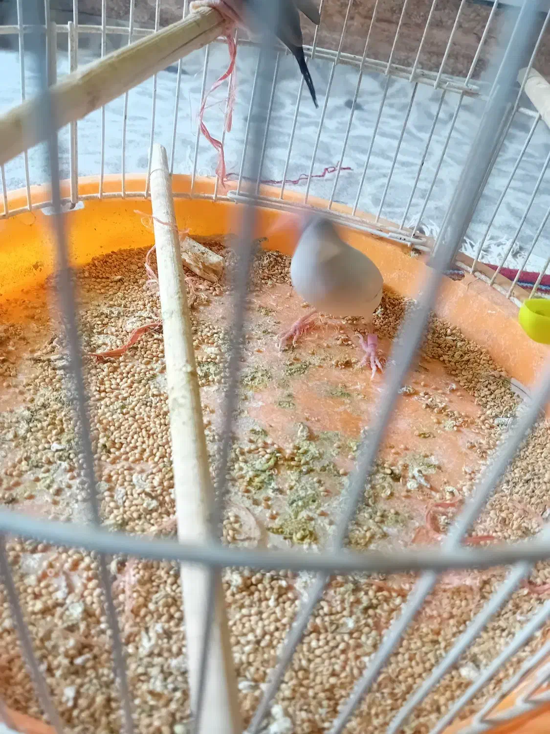 فنچ نرگسی|پرنده|تربت جام, میرقوام الدین|دیوار