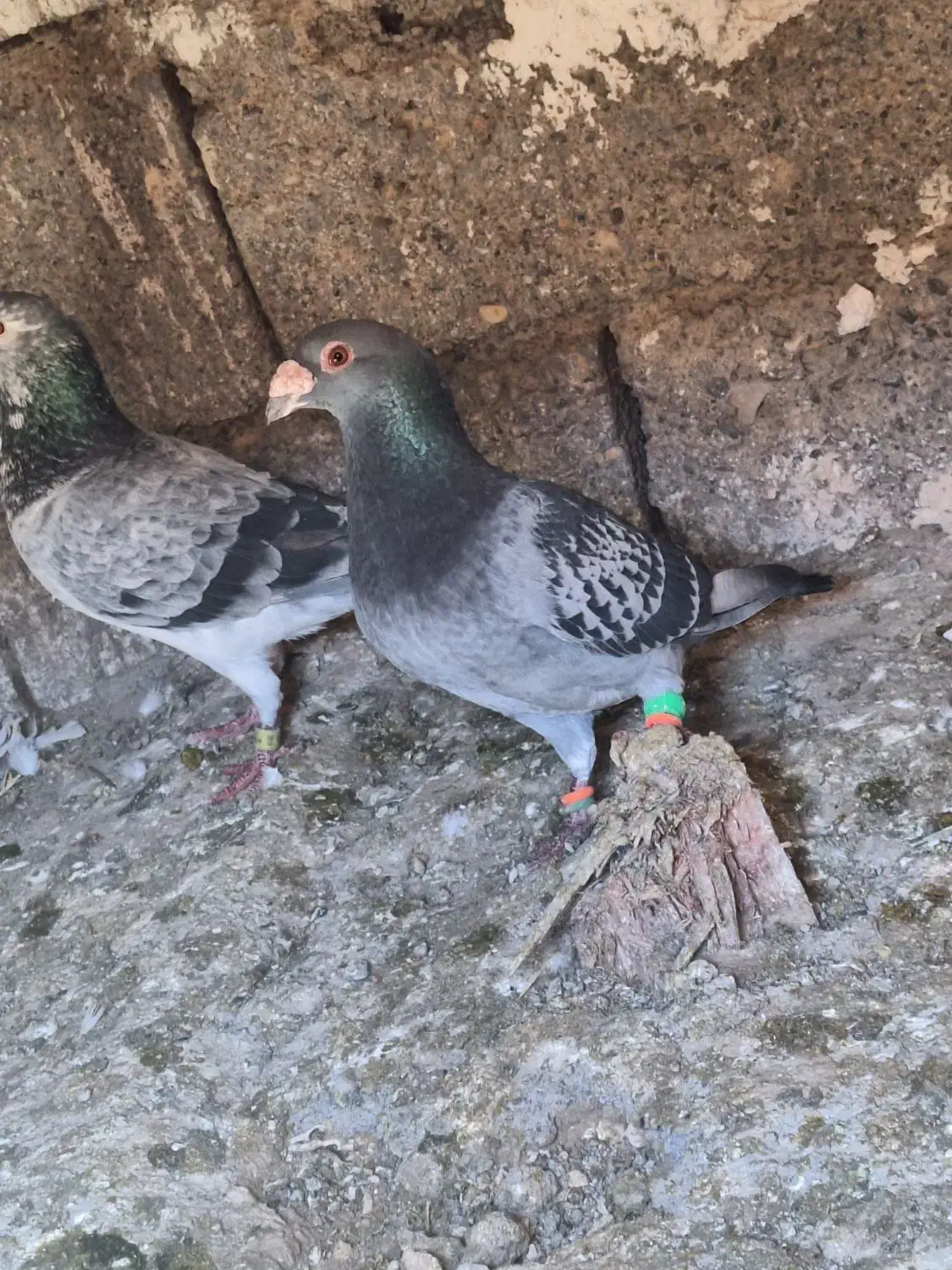 سبز پولک|پرنده|تایباد, |دیوار