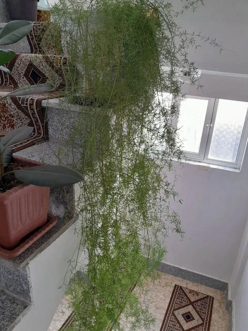 گل شویدی خوشکل|گل و گیاه طبیعی|مرند, |دیوار