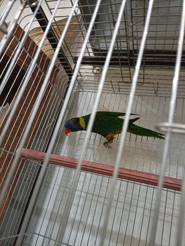 طوطی لوری سینه ببری|پرنده|عباس‌آباد, |دیوار