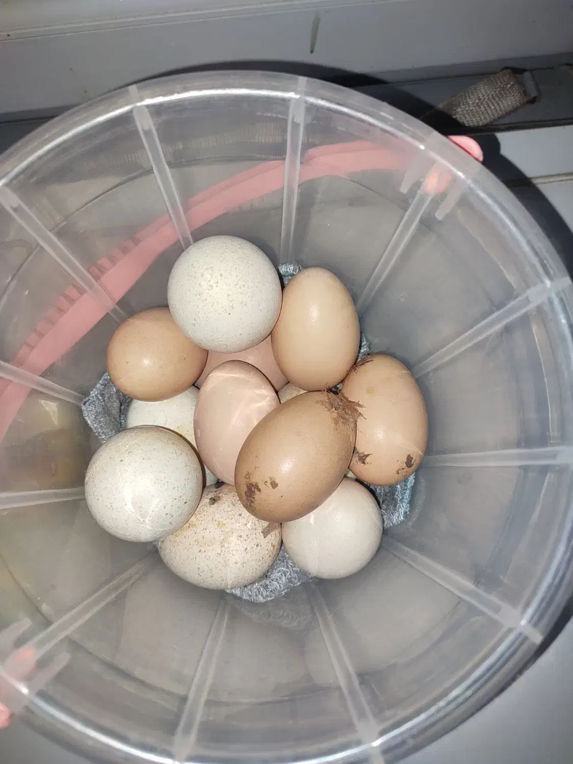 تخم لاری|حیوانات مزرعه|کلاله, |دیوار