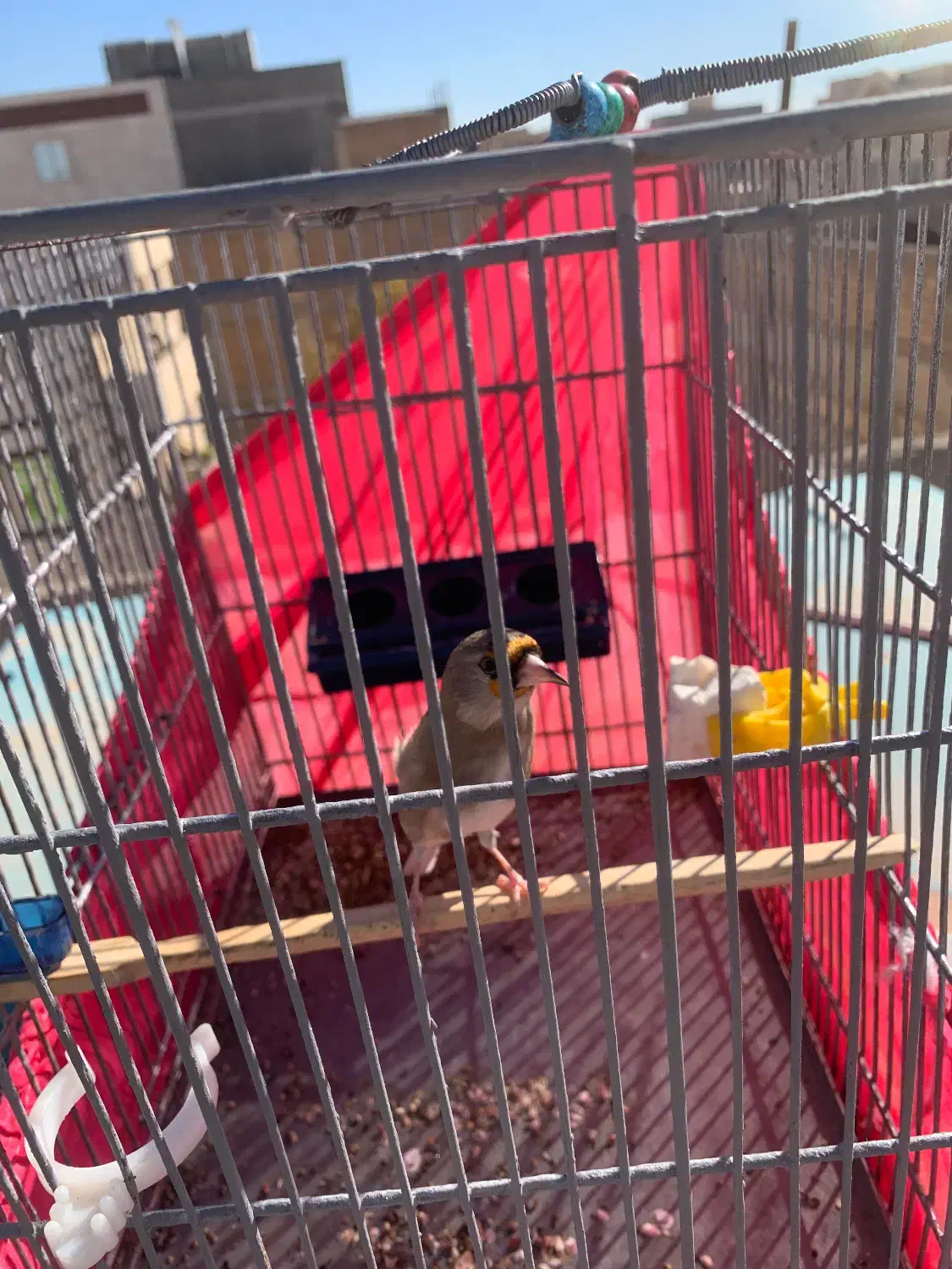 سهره ماده|پرنده|هشتگرد, شهرک بعثت|دیوار