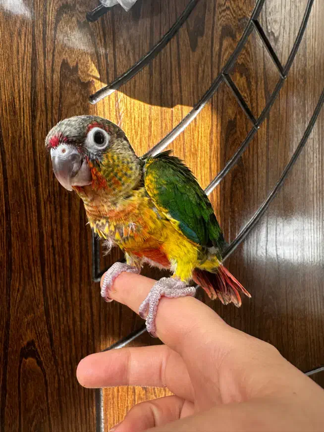 جوجه سرلاکی گرینچیک|پرنده|اصفهان, شهرک کوثر|دیوار