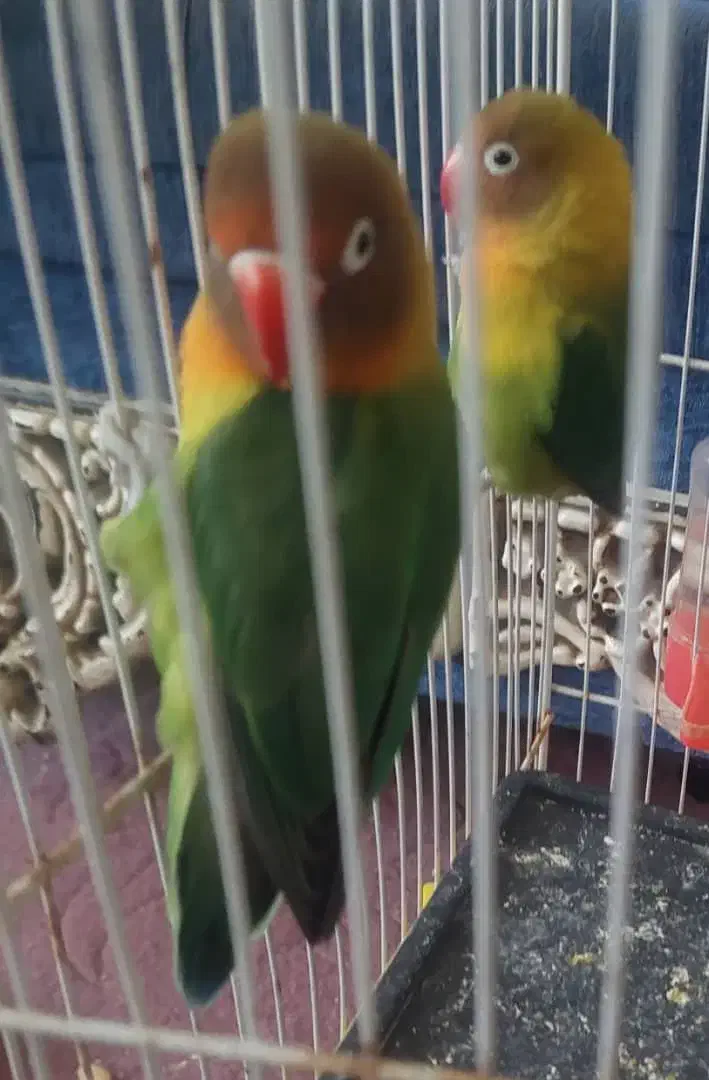 ی جفت کوتوله|پرنده|مشهد, شهید قربانی|دیوار