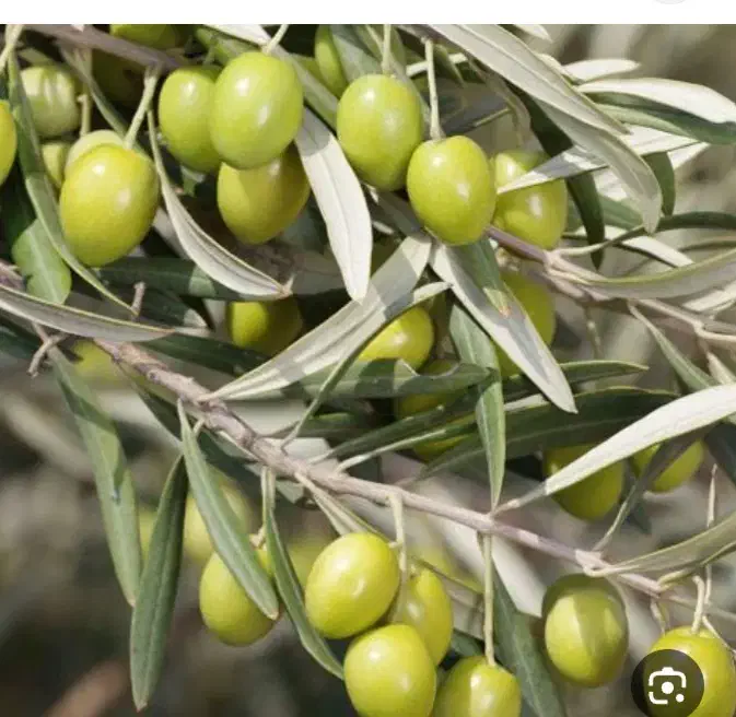 روغن زیتون|خوردنی و آشامیدنی|قم, سید معصوم|دیوار