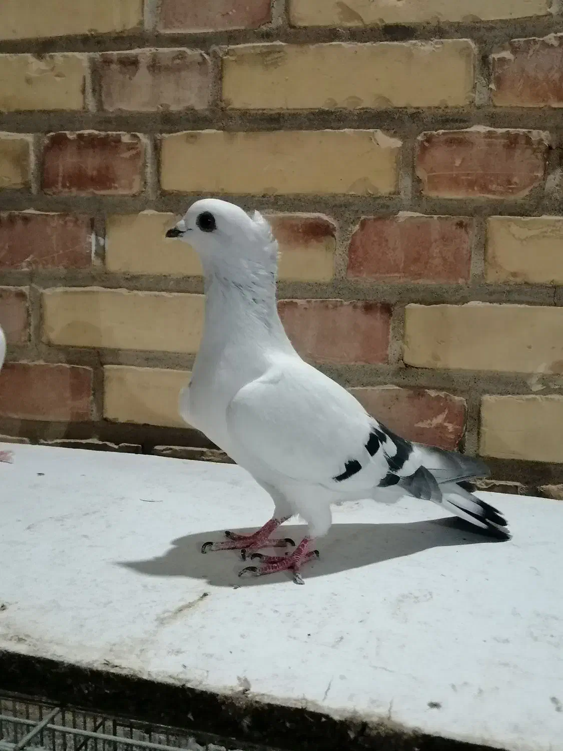 دورگ و رنگی|پرنده|شوشتر, |دیوار