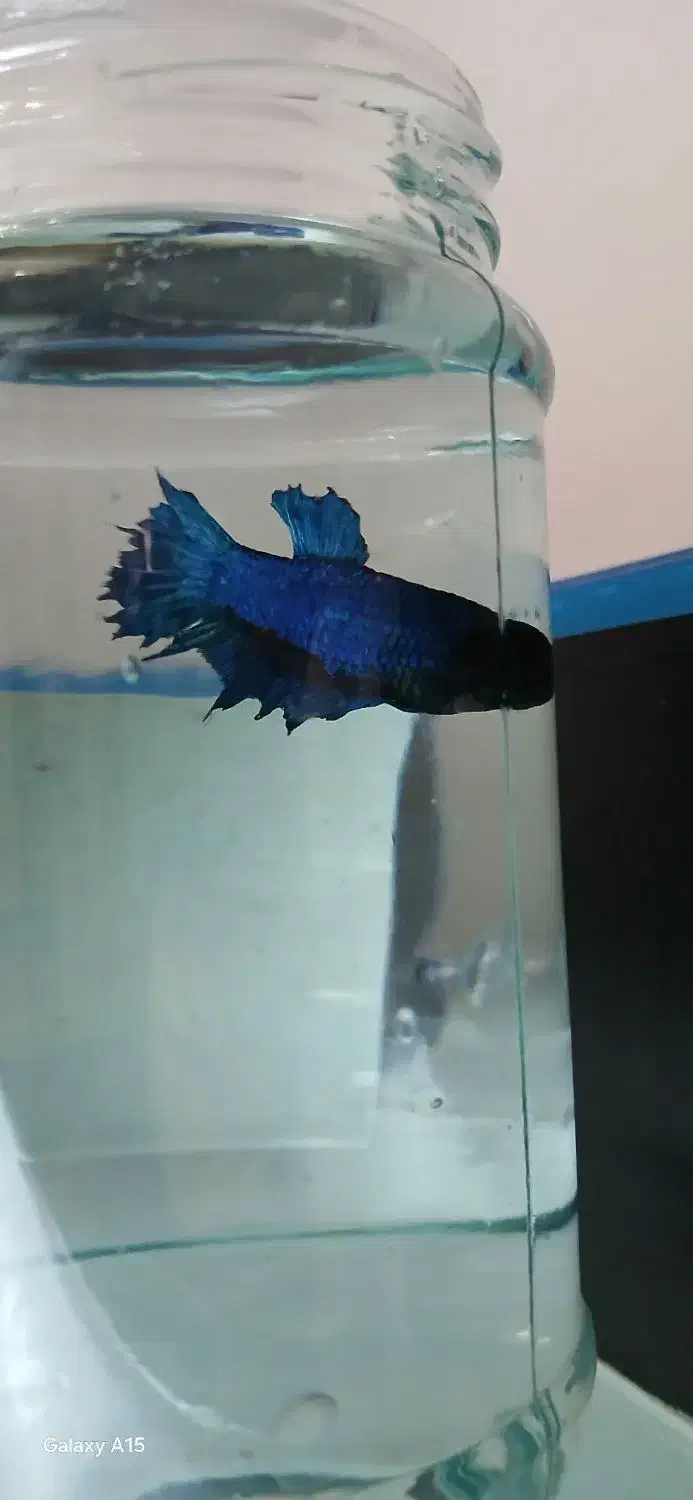 ماهی فایتر جفت|ماهی|کرمانشاه, |دیوار