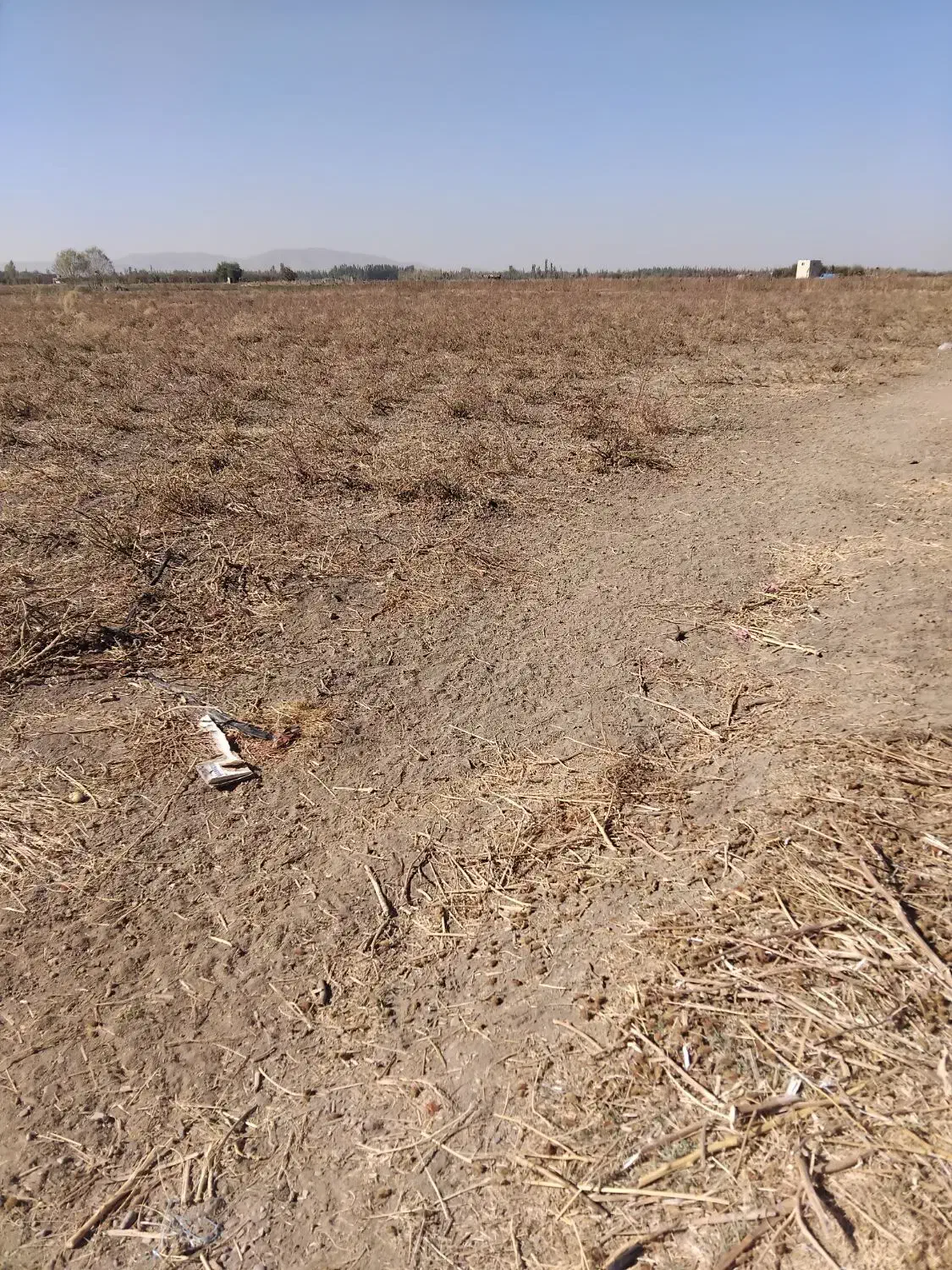 اجاره زمین کشاورزی|اجارهٔ دفتر صنعتی، کشاورزی، تجاری|میاندوآب, |دیوار