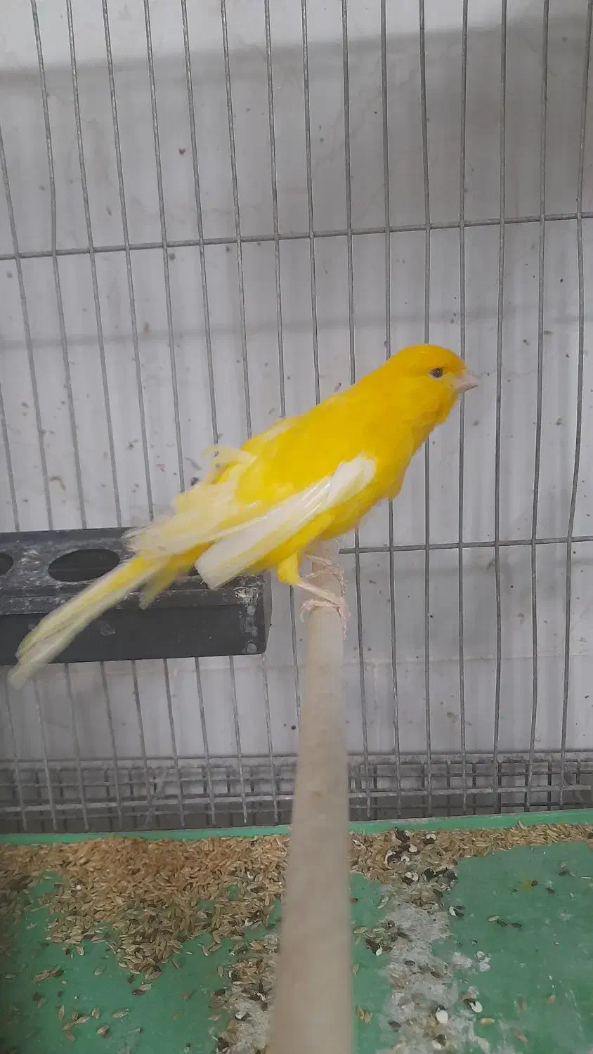 فروش تعدادی قناری|پرنده|فولادشهر, مسکن مهر فولادشهر|دیوار