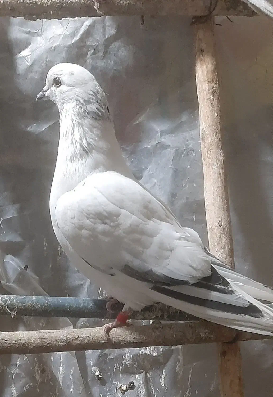 کبوتر پرشی|پرنده|شاهینشهر, خانه کارگر|دیوار