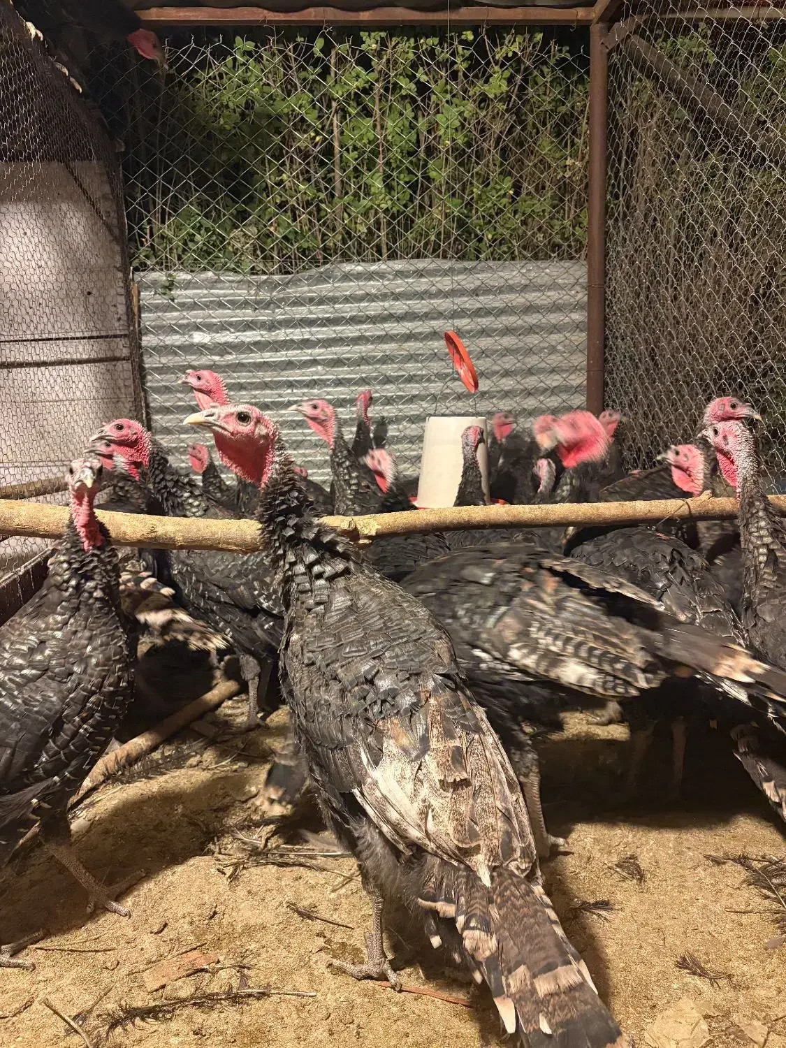 بوقلمون|حیوانات مزرعه|همدان, |دیوار