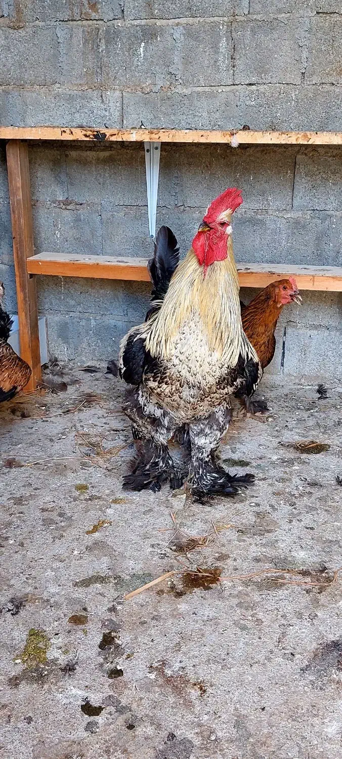 نیمچه خروس امپراطور پاپر|حیوانات مزرعه|قائمشهر, |دیوار