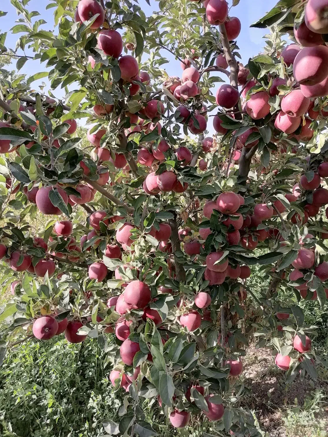 هرس کاری درختان میوه وزینتی|خدمات باغبانی و درختکاری|ارومیه, |دیوار