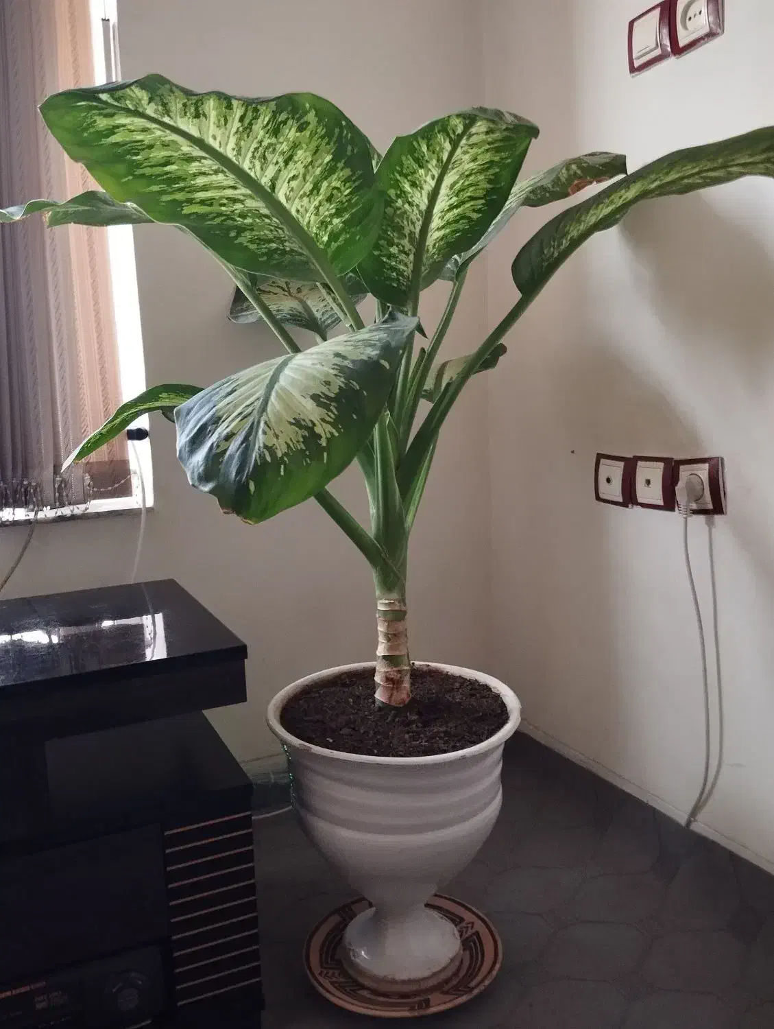 گل سر حال|گل و گیاه طبیعی|شیراز, کوشک میدان|دیوار