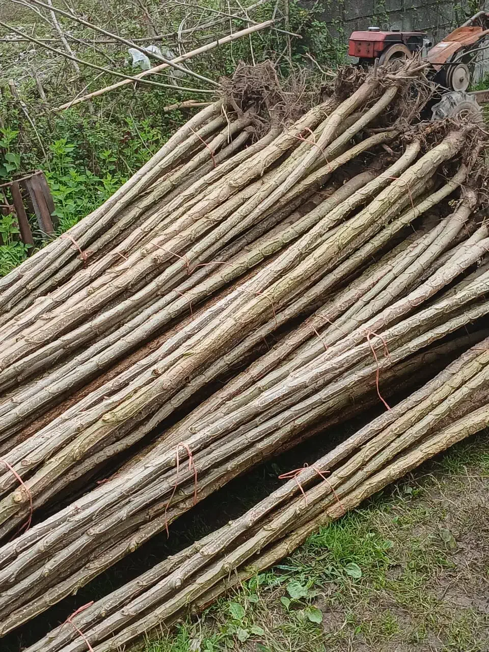 نهال صنوبر آمریکایی و احداث باغ با اقساط ۶۰ ماهه|گل و گیاه طبیعی|لاهیجان, بازکیاگوراب|دیوار