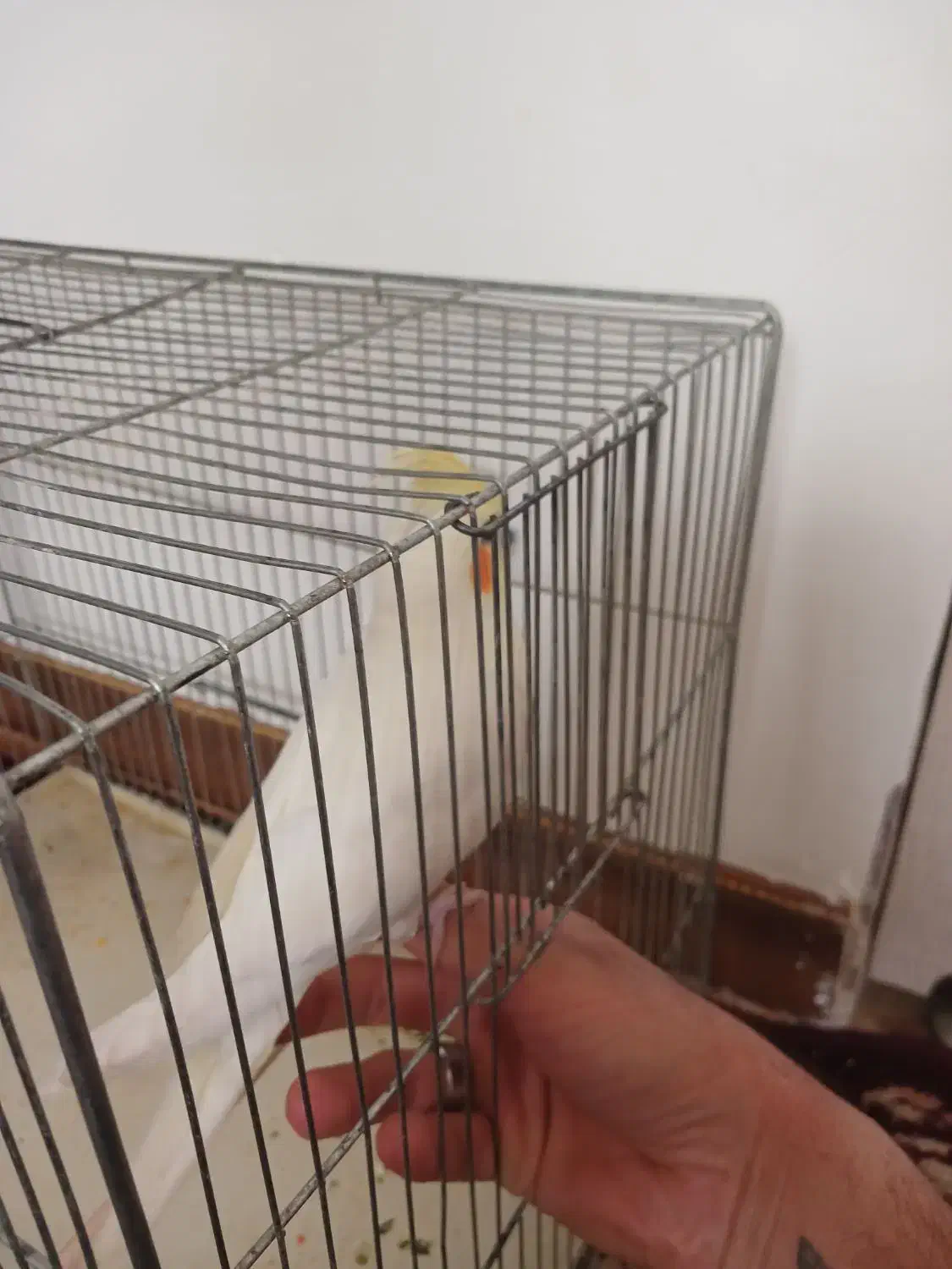 عروس هلندی لوتینو|پرنده|مهریز, |دیوار