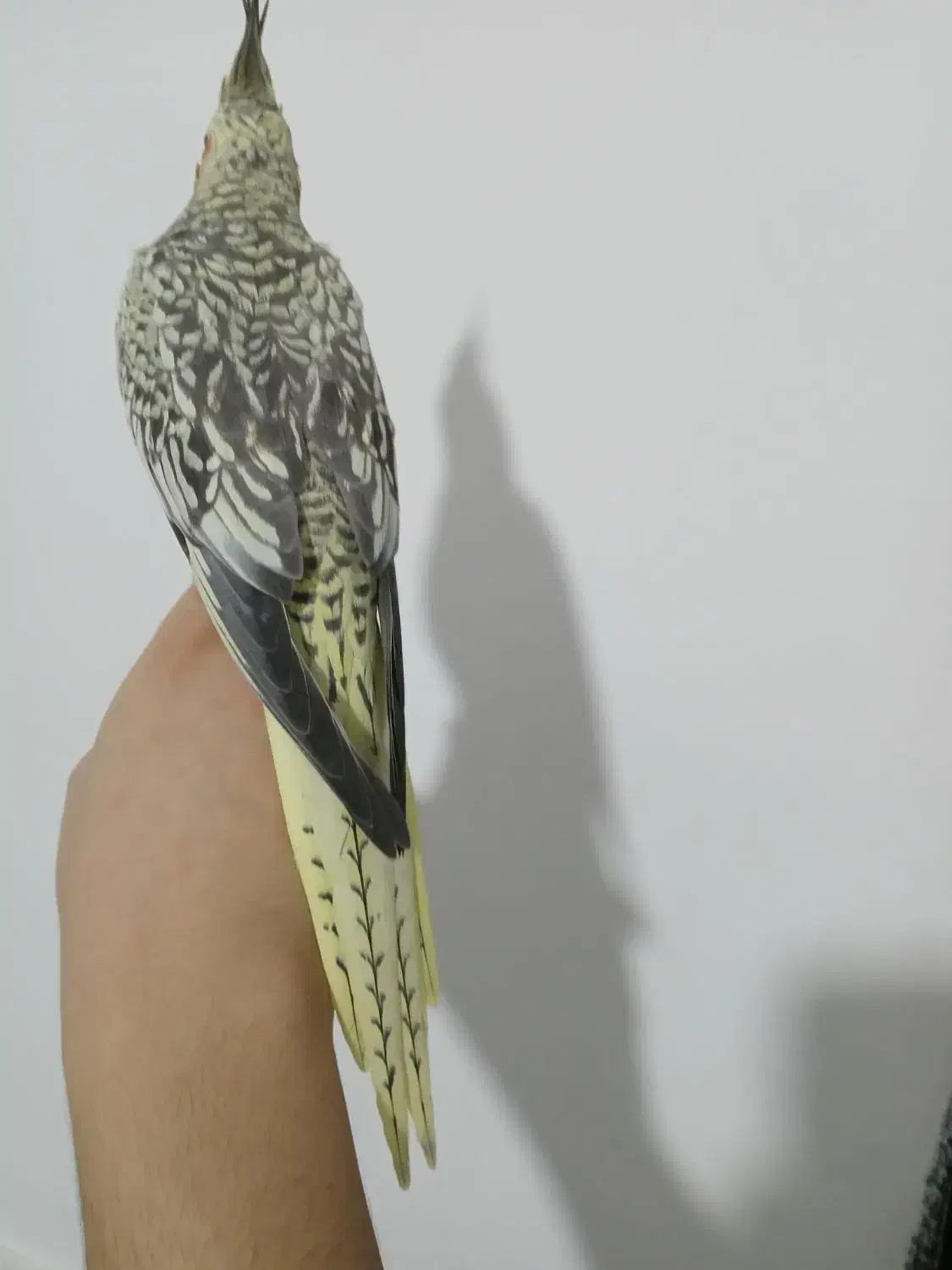 عروس هلندی ماده مینیاتوری ۱۵ ماهه مست مست سخنگو|پرنده|مرند, |دیوار