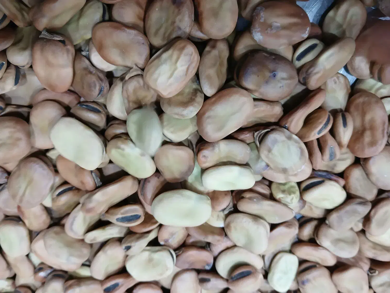 باقلا خشک فله|خوردنی و آشامیدنی|قائم‌شهر, |دیوار