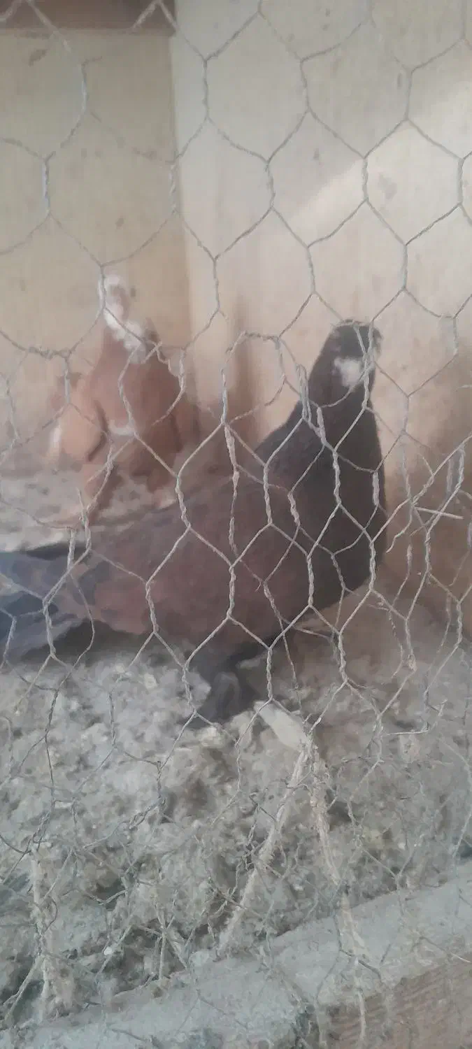 کبوتر|پرنده|یزد, |دیوار