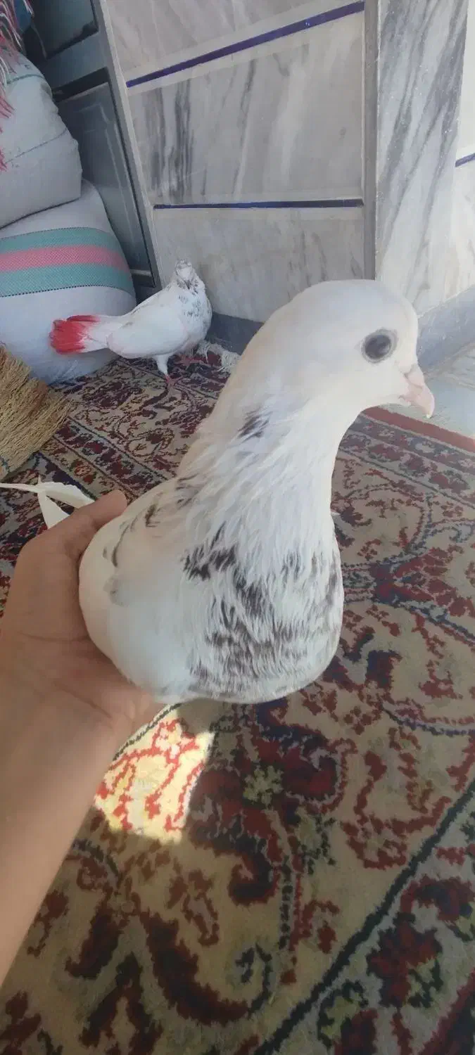 کبوتر کله دم|پرنده|خان ببین, |دیوار