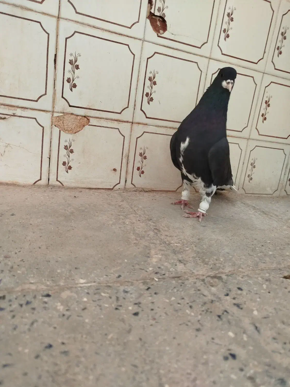 کبوتر|پرنده|شیراز, ستارخان|دیوار