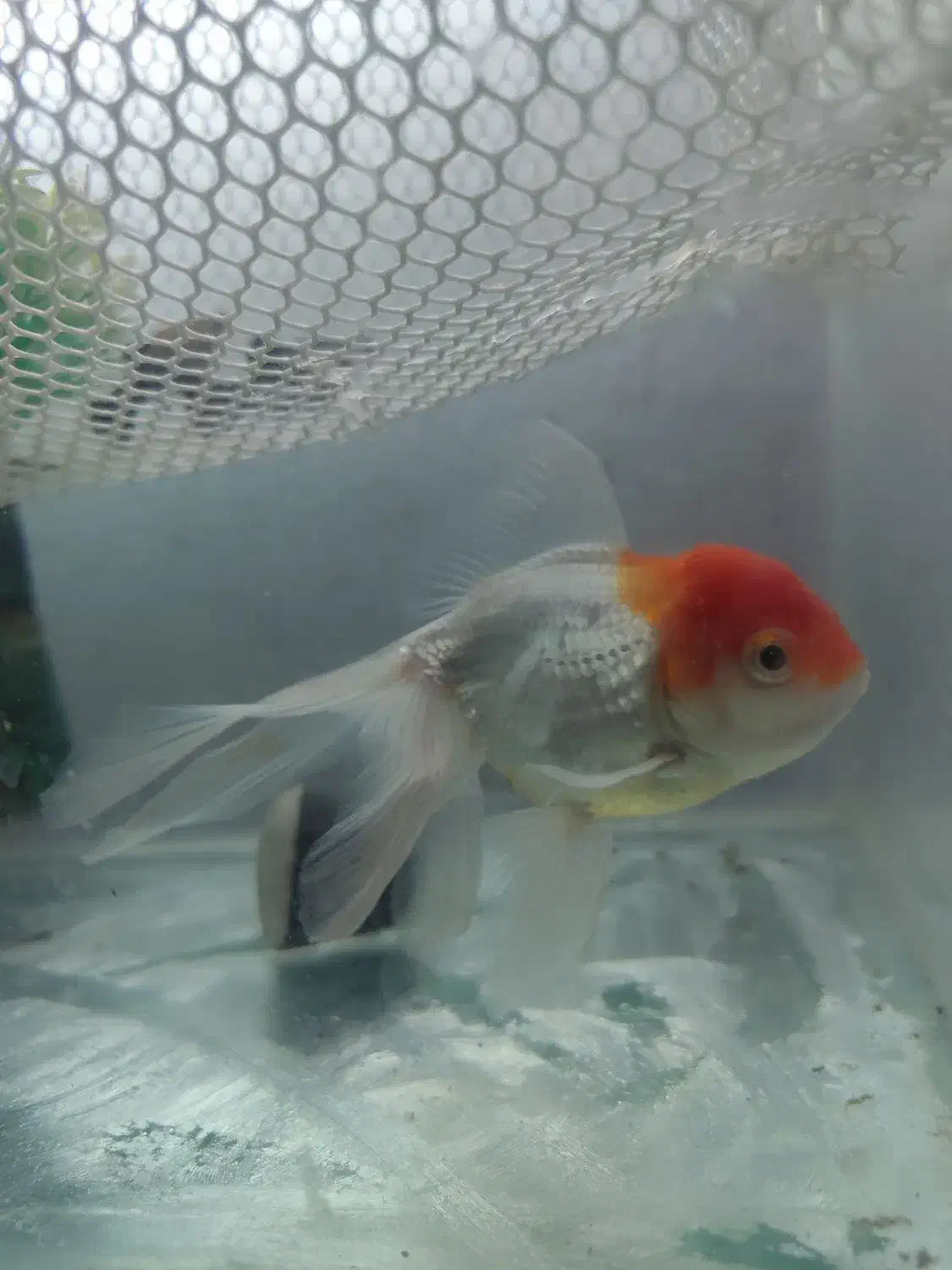 گلدفیش|ماهی|رضویه, |دیوار