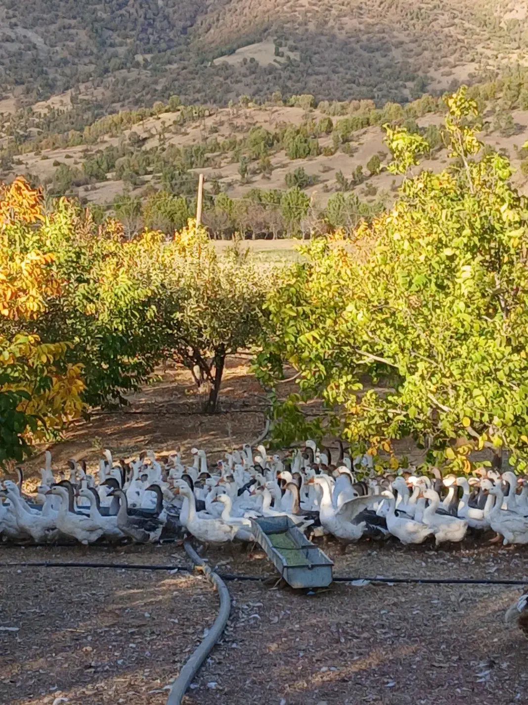 فروش غازدورگه صدرصد محلی|حیوانات مزرعه|بانه, |دیوار