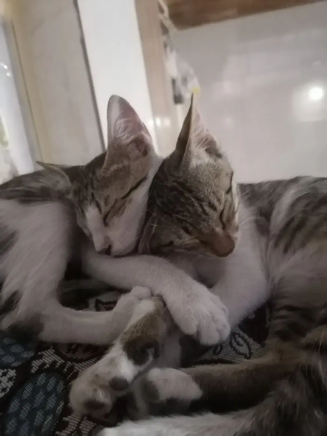 دوعدد بچه گربه اهلی|گربه|بندرعباس, |دیوار