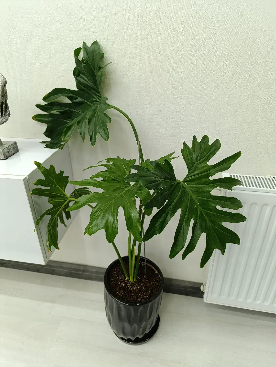 موج عشق و برگ درشت|گل و گیاه طبیعی|میانه, |دیوار