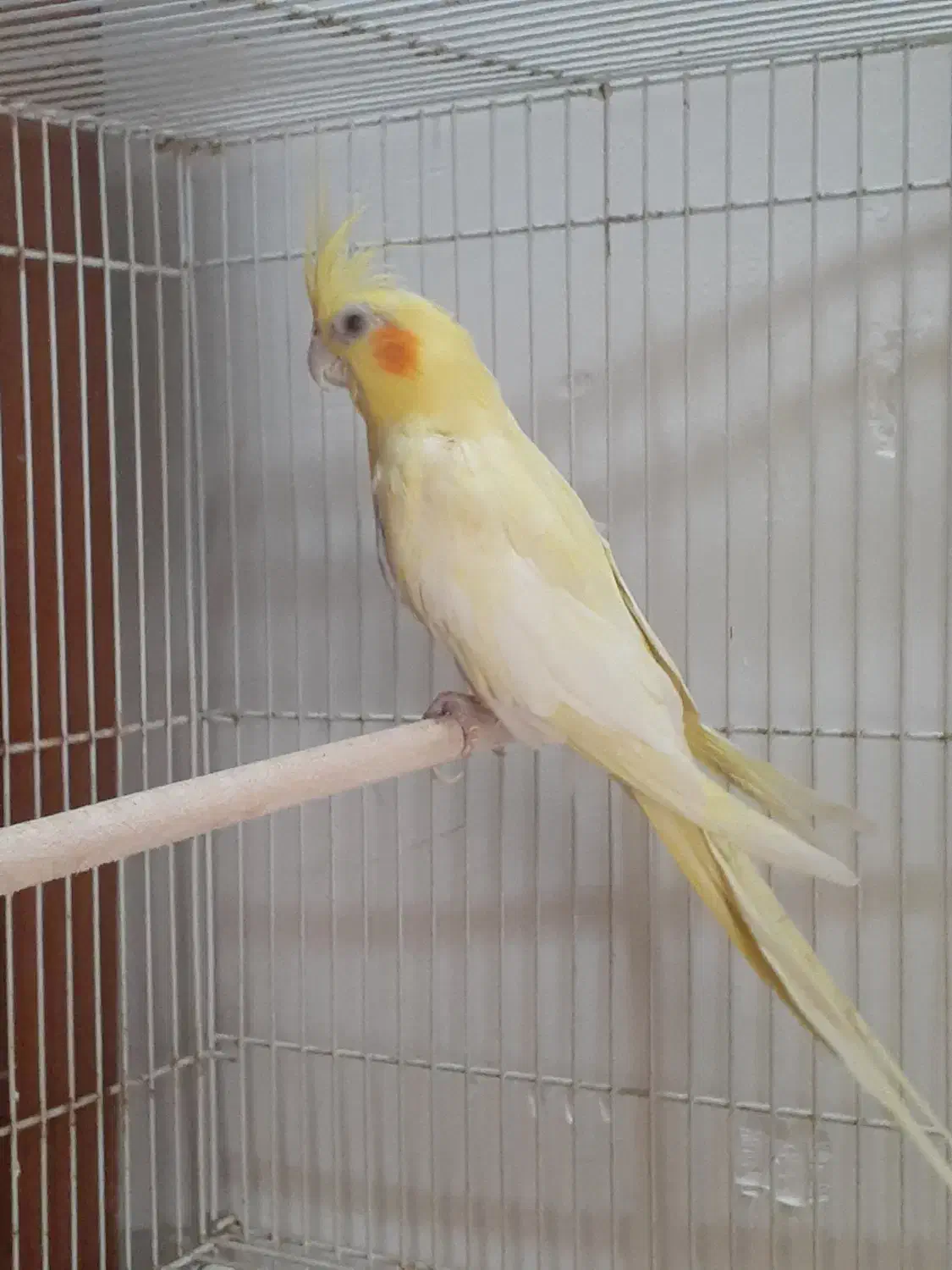 عروس هلندی مولد بندرلنگه|پرنده|بندرلنگه, |دیوار