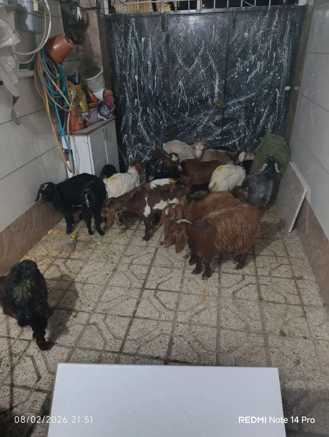 بزغاله|حیوانات مزرعه|مشهد, پنجتن|دیوار