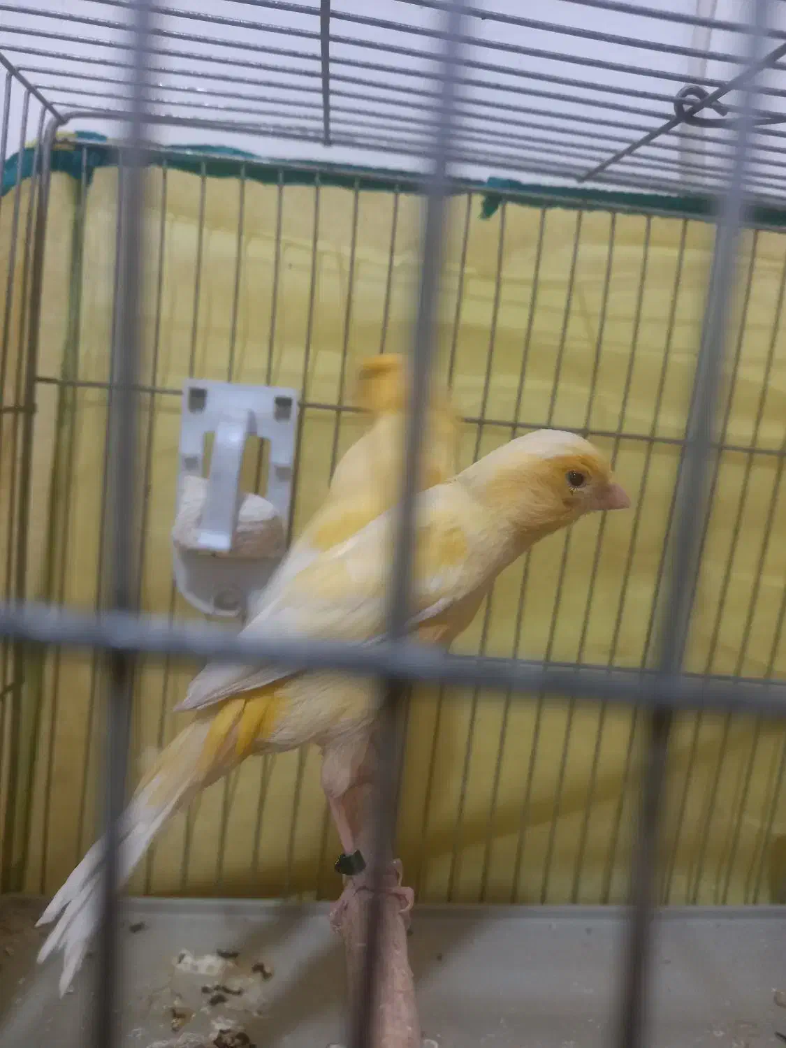 جفت قناری آماده لونه گرم کردن|پرنده|سیرجان, |دیوار