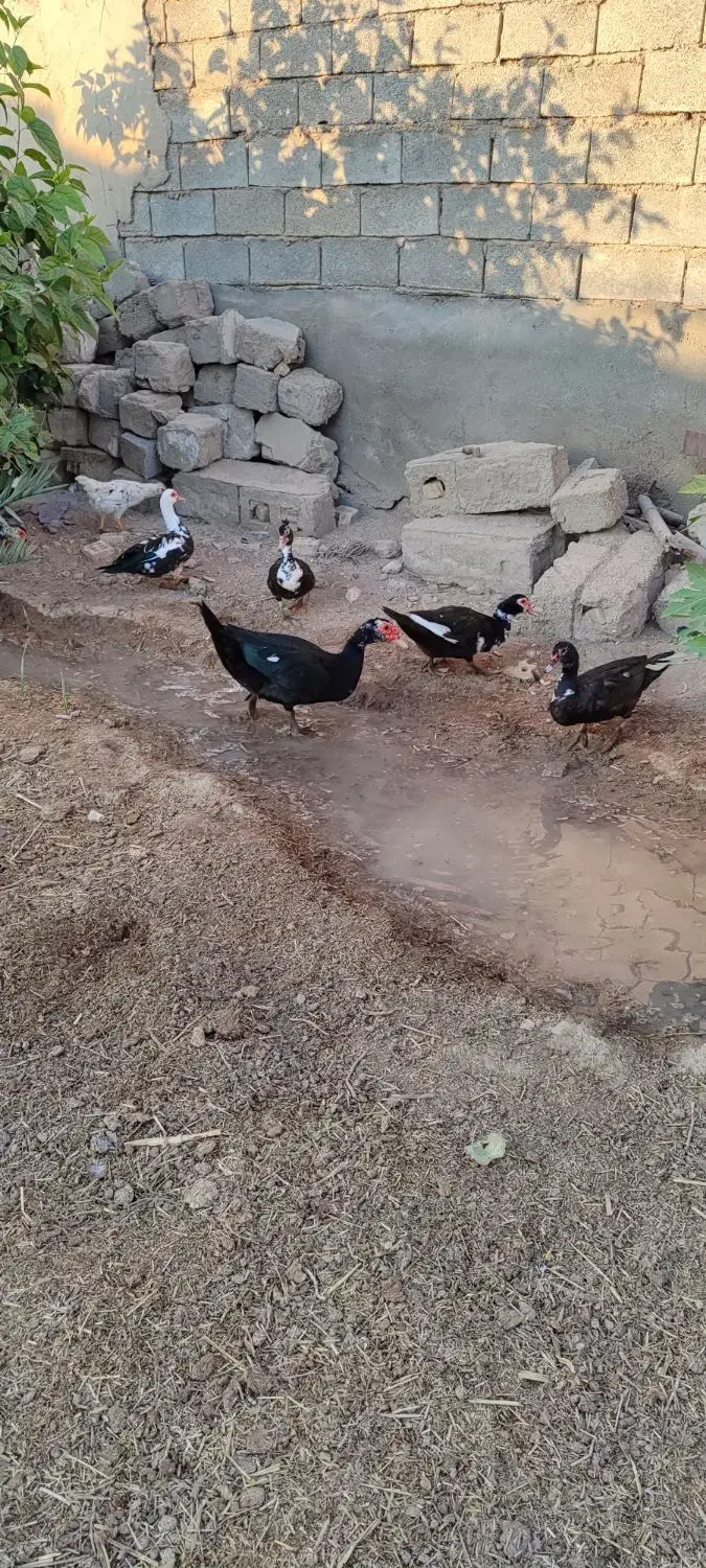 اردک روسی|حیوانات مزرعه|حمیدیه, |دیوار