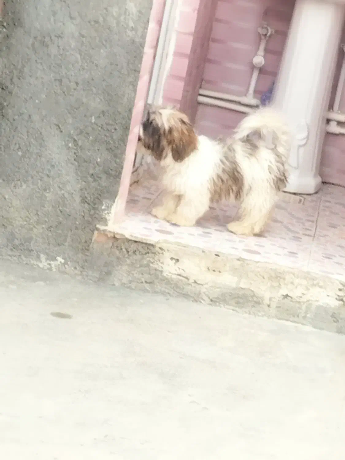 سگ واگذاری|سگ|کوهدشت, |دیوار