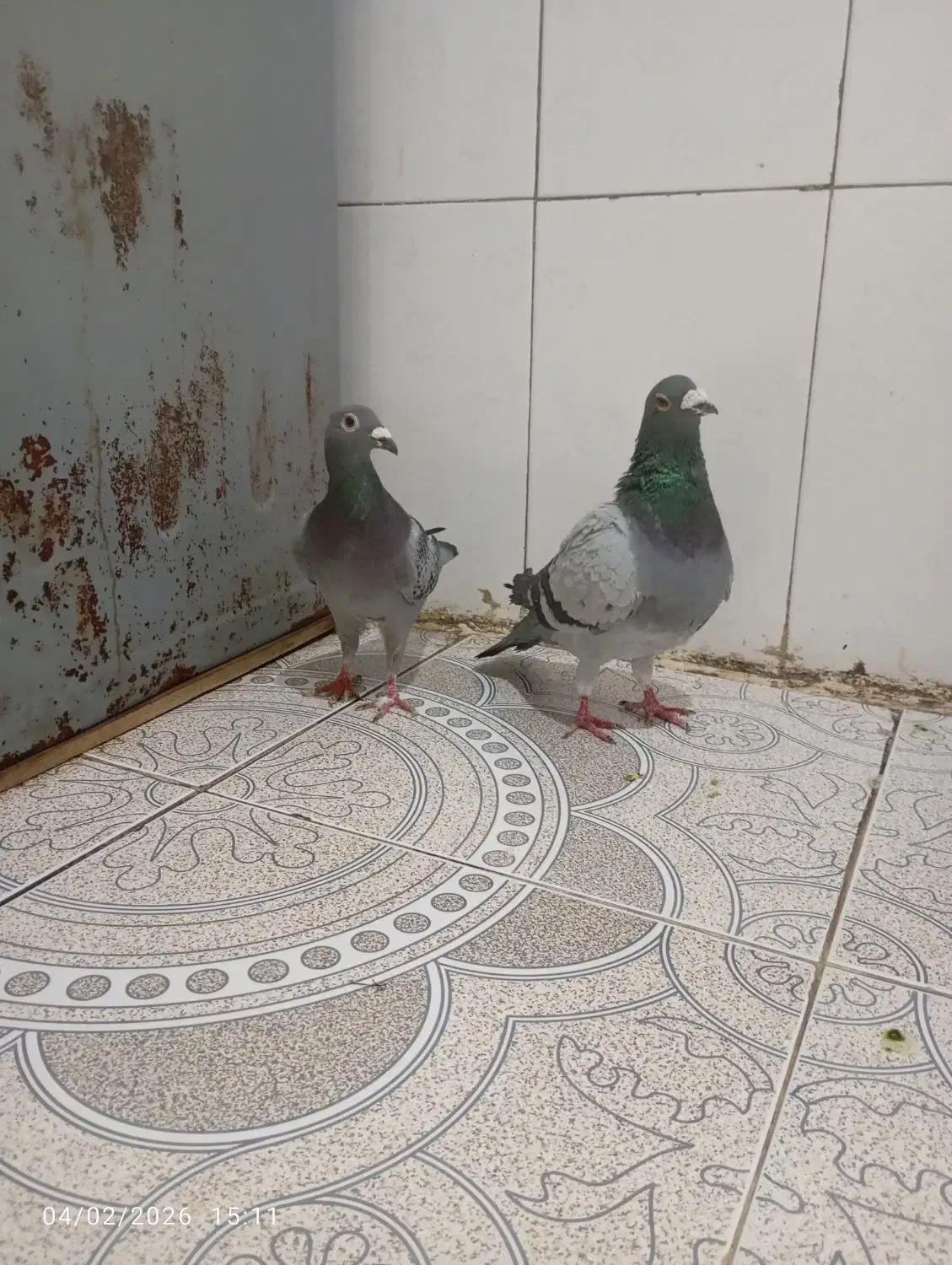 یک جفت المانی|پرنده|پاکدشت, پاکدشت (مامازند)|دیوار