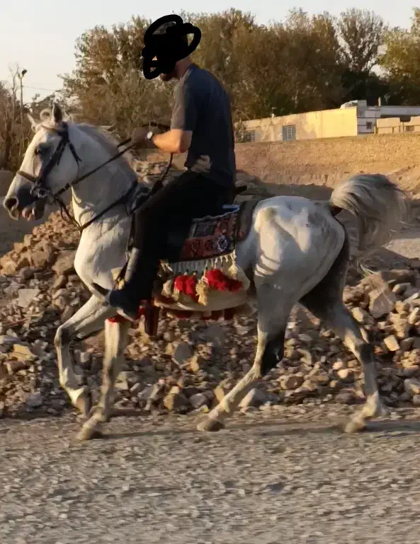 نریان کورد 9 ساله کره اژدر حاج کرم|اسب و تجهیزات اسب‌سواری|مشکین‌دشت, |دیوار