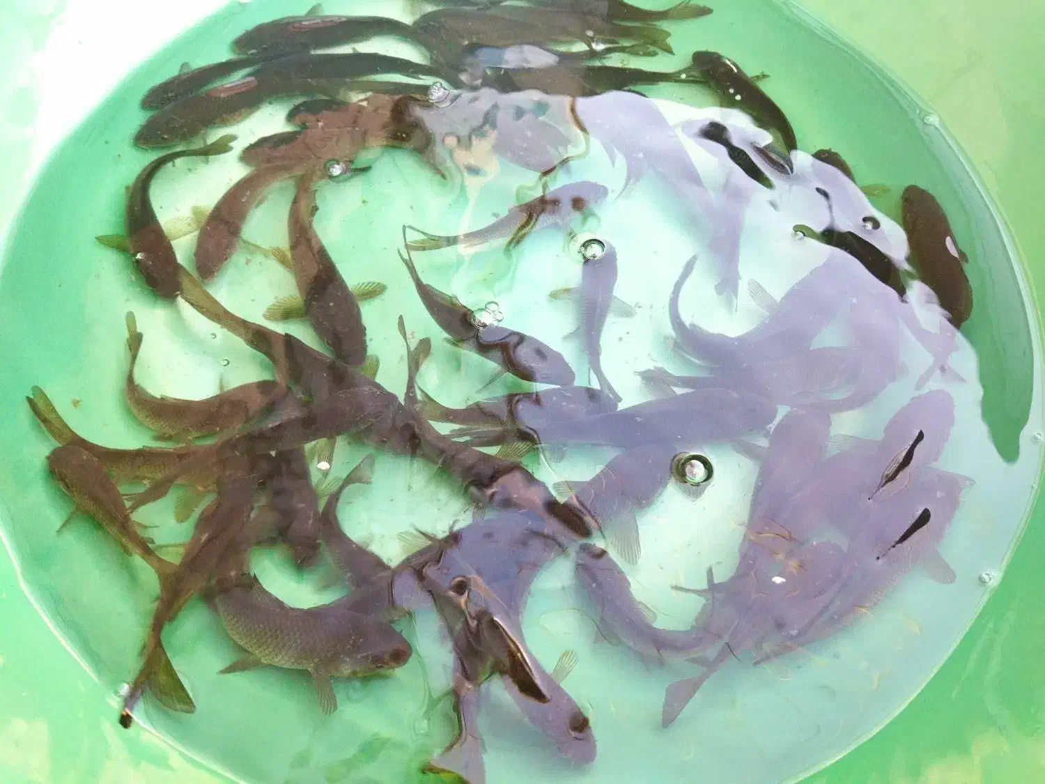 پرورش و فروش ماهی کپور طلایی تاتار|ماهی|اصفهان, بوستان ناژوان|دیوار