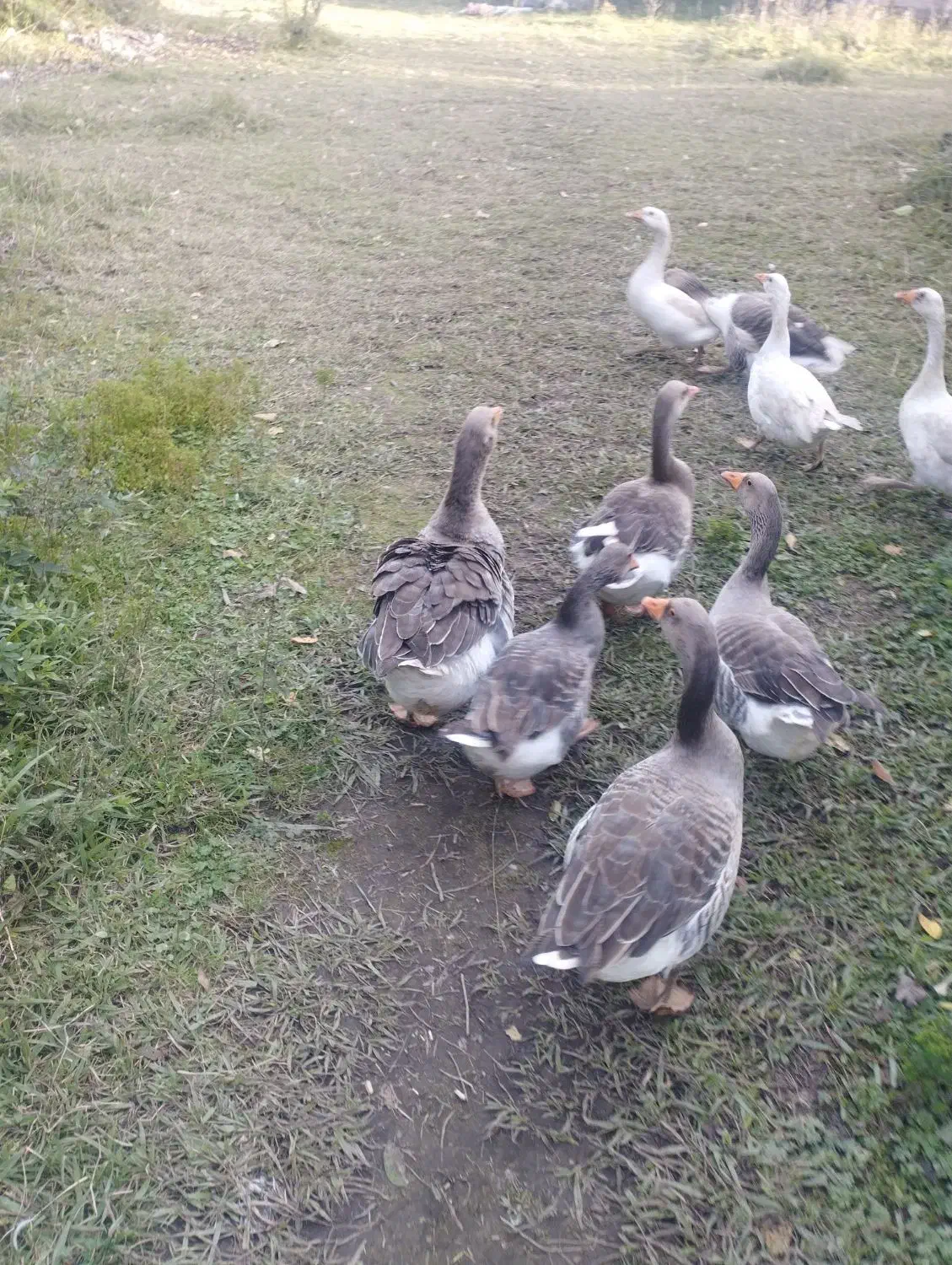 غاز محلی|حیوانات مزرعه|فومن, |دیوار