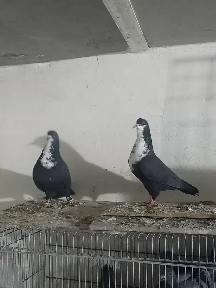 کرباتی|پرنده|فولادشهر, مدیسه|دیوار