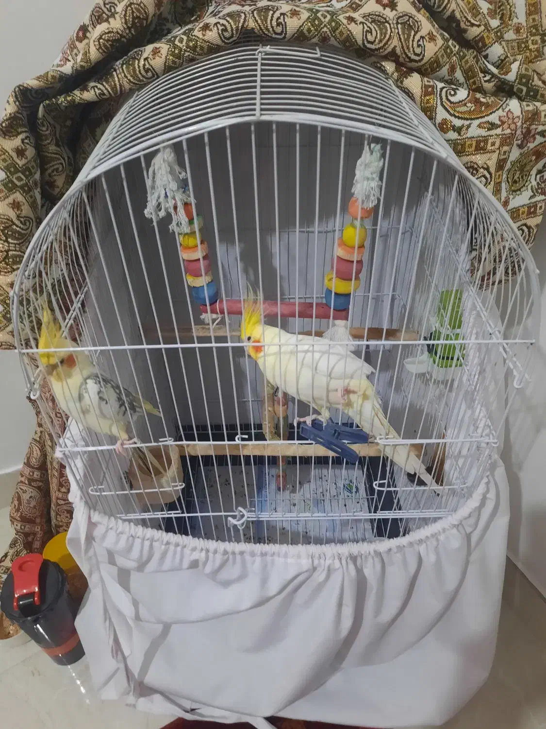 عروس هلندی|پرنده|رشت, معلم|دیوار