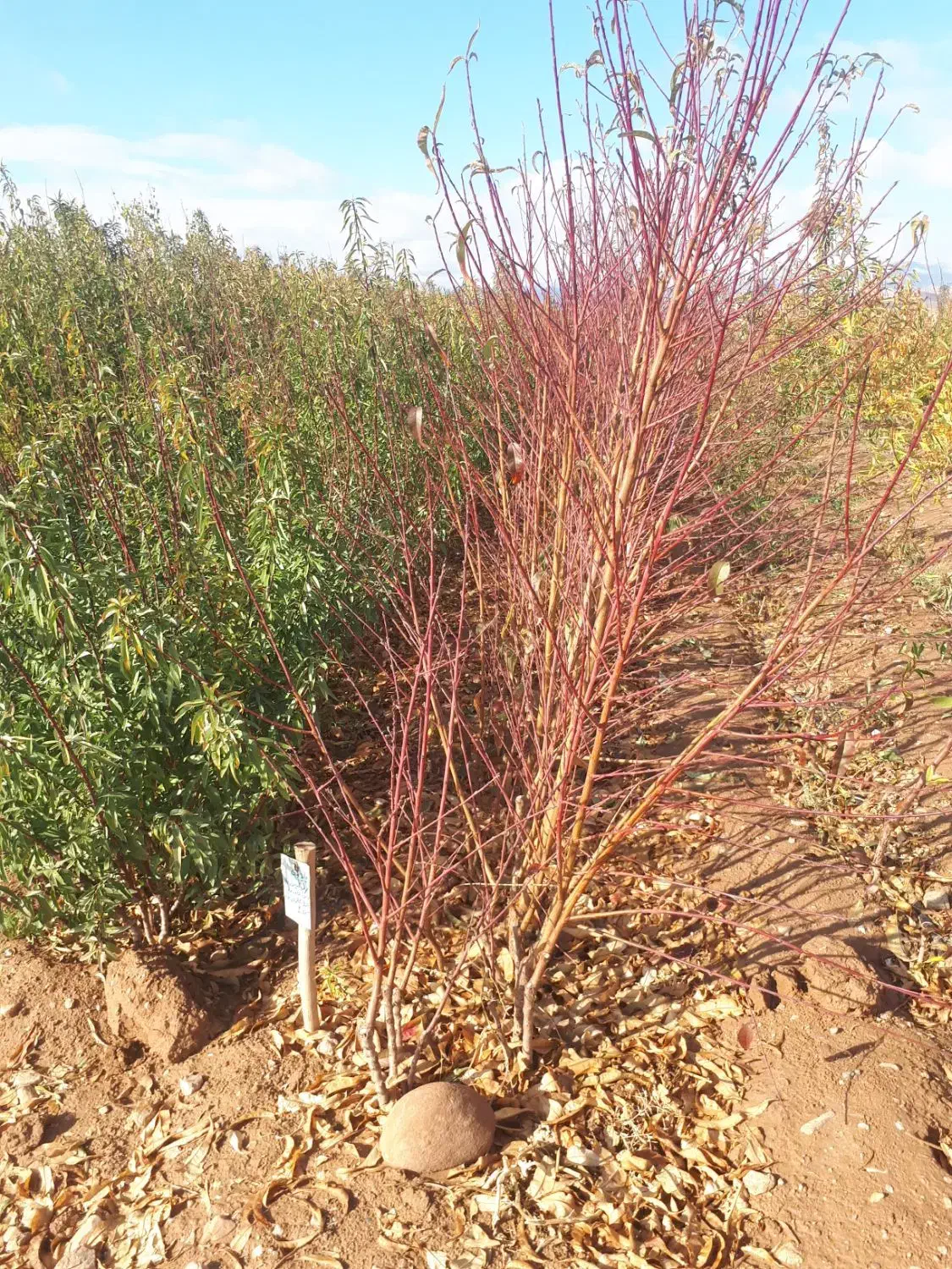 نهالستان سبز    صفوی|خدمات باغبانی و درختکاری|تسوج, |دیوار