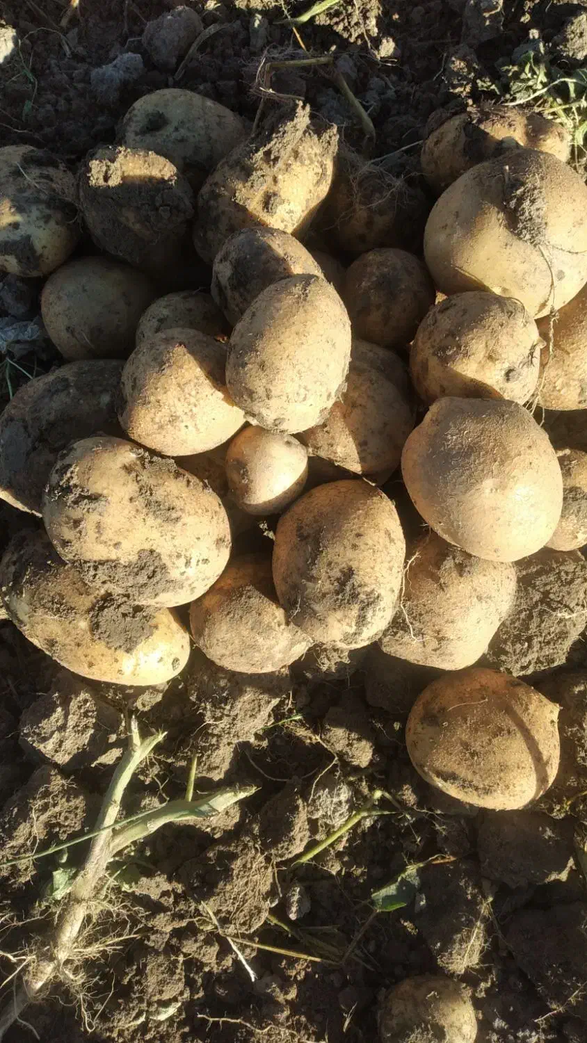 خرید وفروش سیب زمینی|خوردنی و آشامیدنی|بهار, |دیوار