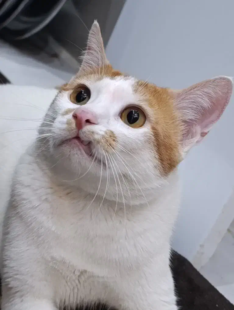 گربه گم شده|حیوانات|بندر گناوه, |دیوار