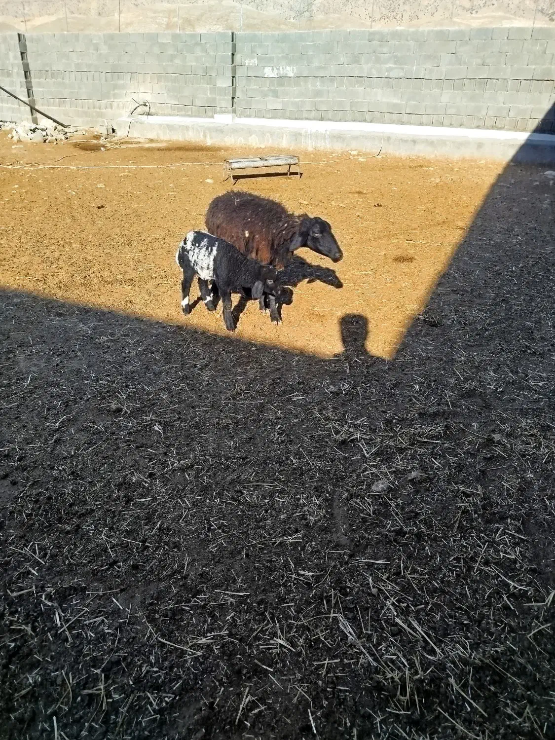 گوسفند بابره|حیوانات مزرعه|سرپل ذهاب, |دیوار